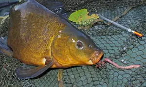 Schleien-Montage: Ein Fisch hat einen Wurm im Maul, liegt im Kescher. Ein Schwimmer liegt daneben.