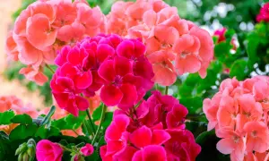 En bukett av engelsk pelargon i nyanser av rosa och cerise. Blommorna är samlade i täta klasar mot gröna blad.