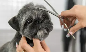 Shih tzu z krótkimi fryzurami, groomer delikatnie przycina sierść na głowie.