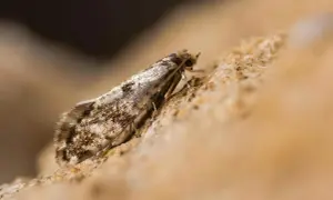 Un petit papillon aux ailes tachetées, possible larve de mite alimentaire, se repose sur une surface rocheuse.