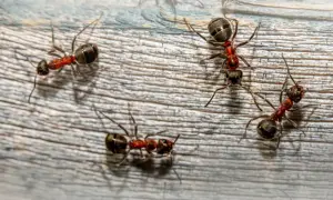 Kilka pracowitych, czerwonych mrówek przemierza drewnianą powierzchnię, szukając pożywienia.