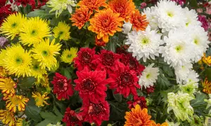 Bunte Chrysanthemen in Rot, Gelb, Orange und Weiß. Diese Blumen sind ein Zeichen des Herbstes, aber sind Chrysanthemen winterhart?