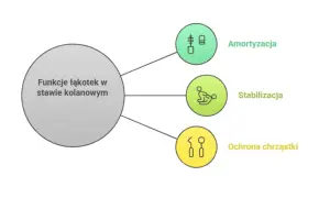 Funkcje łąkotek w kolanie: amortyzacja, stabilizacja i ochrona chrząstki.