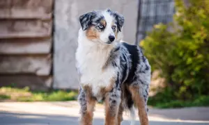 Ein wunderschöner Australian Shepherd mit blauen Augen, ein zukünftiger Therapiehund, steht auf einem Weg.