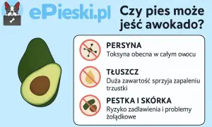 Czy psy mogą jeść awokado? Grafika pokazuje awokado i ostrzega przed toksyną, tłuszczem i pestką/skórką.