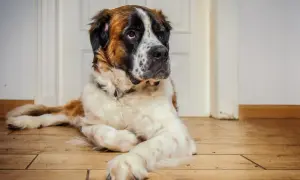 Ein großer Bernhardiner Australian Shepherd Mix liegt entspannt auf dem Holzboden.