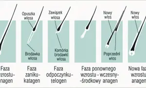 Cykl życia włosa: anagen (wzrost), katagen (zanik), telogen (odpoczynek), a potem nowy włos wyrasta.