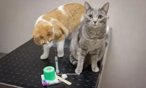 Two cats, one orange and white, the other grey tabby, sit on a vet table near medical supplies. They might be anticipating vaccinations and potential reactions.