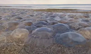 Meduzy w Bałtyku wyrzucone na brzeg. Morze spokojne, niebo z chmurami.