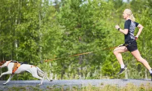 Decathlon Canicross: Tu guía para elegir el equipo ideal y seguro