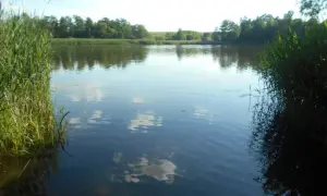 Spokojne jezioro koło Gniezna, otoczone trzcinami i drzewami. Woda odbija błękitne niebo z białymi chmurami.