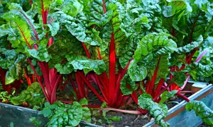 Leuchtend rote Stiele und grüne Blätter des Mangolds wachsen dicht beieinander. Sie sind gute Nachbarn im Gemüsebeet und gedeihen prächtig.