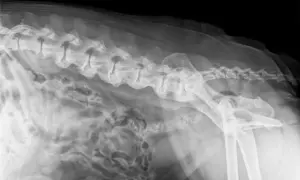 RTG kręgosłupa psa z widocznymi zmianami zwyrodnieniowymi, wskazującymi na spondylozę. Widoczne zrosty międzykręgowe.