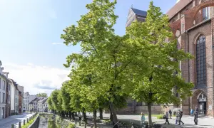 Grüne Bäume säumen einen Kanal in Wismar. Hier kann man spazieren gehen und die historische Backsteinarchitektur bewundern.