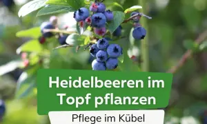 Reife Heidelbeeren am Strauch. Der ideale **Heidelbeeren Standort** im Topf für süße Früchte.