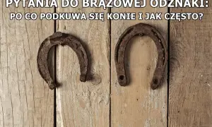 Dlaczego podkuwa się konie? Odkryj kluczowe powody i korzyści