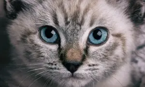 Niebieskie oczy kota, jakiego koloru nie lubią koty? Ten kotek patrzy z zaciekawieniem, jego futro jest szare z prążkami.