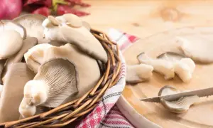 Kiedy boczniaki? Sezon na dzikie i świeże przez cały rok!