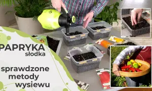 Jak sadzić paprykę? Poradnik od nasionka do pysznego zbioru