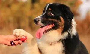 Ein Australian Shepherd lernt mit einem Clicker und Leckerli, ruhig zu bleiben.