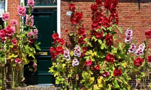 Piękne kwiaty malwy pną się po ceglanej ścianie obok zielonych drzwi.