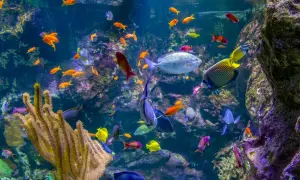 Ein Korallenriff voller bunter Fische. Die Vielfalt ist beeindruckend, man fragt sich, wie viele Fischarten es auf der Welt gibt.