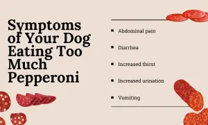 Symptoms of your dog eating too much pepperoni: abdominal pain, diarrhea, increased thirst, increased urination, and vomiting.