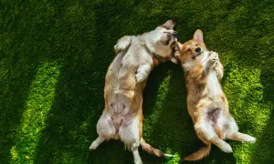 Dwa urocze corgi leżą na zielonej trawie, ciesząc się słońcem. To idealny sposób na świętowanie **Międzynarodowego Dnia Psa**!
