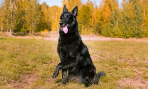 Czarny, krótkowłosy owczarek belgijski siedzi na trawie, z łapą uniesioną w geście powitania.