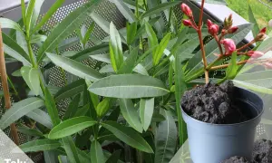 Oleander umtopfen: Ein Oleander mit grünen Blättern und roten Knospen steht bereit für frische Erde in einem grauen Topf.