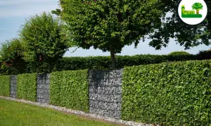 Grüne Hecke mit Gabionen-Elementen, die einen modernen Akzent setzen. Perfekt für alle, die eine pflegeleichte und stilvolle Hecke pflanzen möchten.