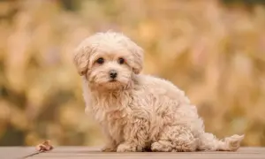 Urocza maltipoo miniaturka z puszystą, kremową sierścią siedzi na drewnianym tarasie.