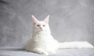 Piękny biały maine coon z puszystym ogonem i charakterystycznymi pędzelkami na uszach, leży na szarym tle.