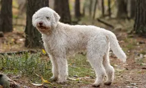 Puszysty lagotto romagnolo w lesie. Zastanawiasz się nad lagotto romagnolo cena?