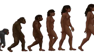 Ewolucja człowieka od małpy do współczesnego człowieka, ilustrująca proces dobór naturalny.