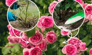 Przycinanie i nawożenie róż. Pielęgnacja krzewów, by rosły zdrowe i piękne. Jaka ziemia do róż?