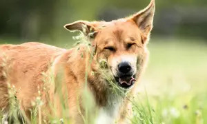 Brauner Hund mit geschlossenen Augen und heraushängender Zunge, der im Gras niest. Wahrscheinlich eine Pollenallergie bei Hunden.