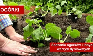 Sadzenie ogórków do gruntu: Sekret obfitych plonów krok po kroku