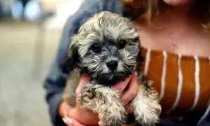 Uroczy szczeniak, czy shih tzu ma włosy? Tak, ten maluch ma mnóstwo puszystych włosów, które sprawiają, że wygląda jak mała chmurka.