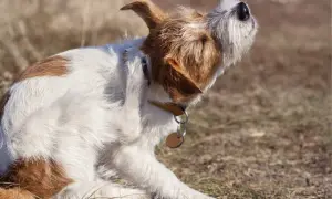 Ein Hund kratzt sich am Ohr, vielleicht wegen Milben. Ivermectin könnte helfen.