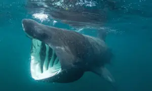 Wielki rekin olbrzymi z otwartą paszczą, pływający pod powierzchnią wody. Czy rekiny w Bałtyku są groźne? Ten łagodny olbrzym filtruje plankton.