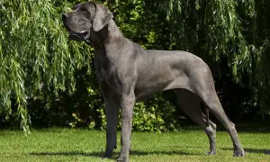 Duży szary pies, dog niemiecki, dumnie stoi na trawniku, w tle zielone drzewa.