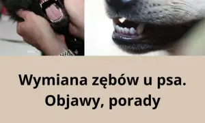 Kiedy szczeniakowi wypadają zęby? Sprawdź, co musisz wiedzieć o wymianie zębów