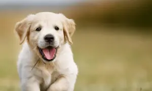 Ile karmy dla szczeniaka golden retriever? Kluczowe informacje o dawkowaniu.