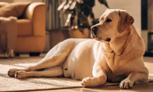 Labrador dorado descansando en alfombra. ¿Como saber si mi perra está embarazada? Observa cambios en su comportamiento y apetito.