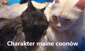Dwa koty rasy maine coon, czarny i kremowy, przytulają się. Ich puszyste futro i łagodne spojrzenia podkreślają przyjazny **maine coon charakter**.