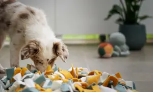 A fluffy puppy with brown spots intently sniffs a colorful snuffle mat, engaging in nosework for dogs.