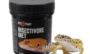 Gekon lamparci obok pojemnika z karmą "Insectivore Diet". To idealny pokarm dla każdego, kto chce wiedzieć, co je gekon.