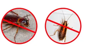 Dwa karaluchy w czerwonych kółkach z przekreśleniem. Skuteczna walka z insektami dzięki deltametrynie.