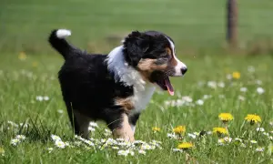 Ein süßer Berner Aussie Mix Welpe hechelt im Gras zwischen Gänseblümchen und Löwenzahn.